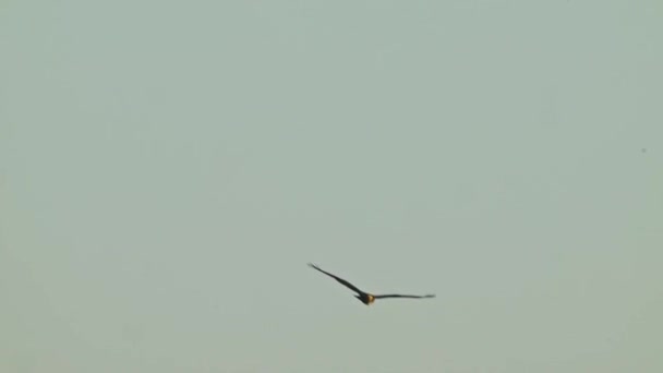 鹰在蓝蓝的天空中飞翔 跟踪射击 在黄金时段捕猎 — 图库视频影像