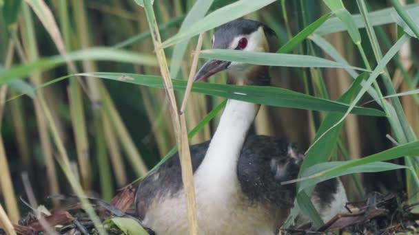 Büyük Ibikli Kuşu Gölet Sazlıklarının Arkasına Saklanıyor Statik Gün — Stok video