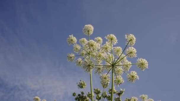 바람에 그을리고 하늘을 배경으로 가위초 꽃식물 — 비디오