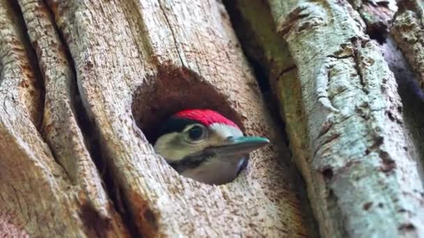 Primer Plano Del Pájaro Carpintero Asomando Cabeza Fuera Del Agujero — Vídeo de stock