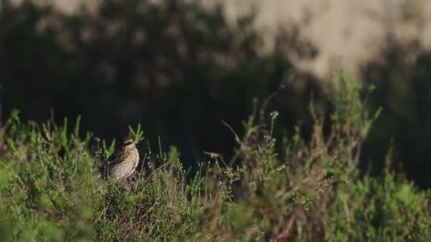 Sudut Pandang Burung Pipit Pohon Atas Cabang Pohon Hijau Statis — Stok Video