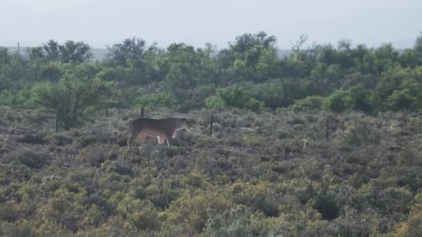 Lioness Walking Game Reserve Στο Δυτικό Ακρωτήριο Νότια Αφρική — Αρχείο Βίντεο