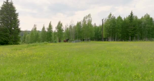 Γραφική Θέα Ενός Άγρια Άλογα Βόσκουν Buttercup Flower Fields Καλοκαίρι — Αρχείο Βίντεο