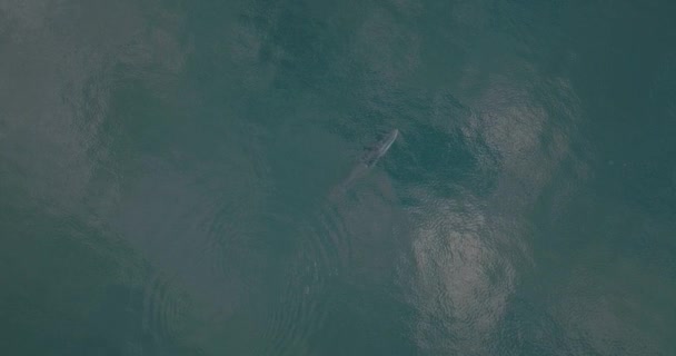 Finback Whale Swimming Breach Pacific Ocean Surface Aerial — Stok Video