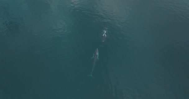 Pod Fin Whales Migrating Pacific Ocean Vue Aérienne Haut Vers — Video