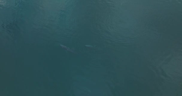 Pronikání Velryb Hladinu Velkolepá Volně Žijící Zvěř Tichém Oceánu Vzdušné — Stock video