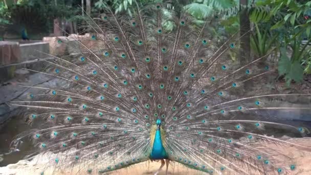 Egzotikus Elegáns Férfi Indián Peafowl Pavo Cristatus Fitogtatja Farkát Gyönyörű — Stock videók