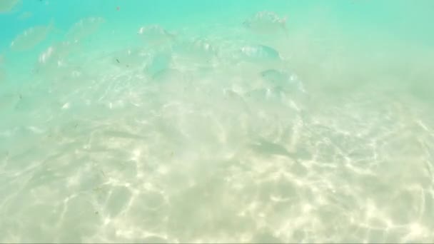 在清澈的蓝水中 银鱼在暗礁上畅游的水下场景 — 图库视频影像