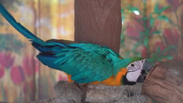 Guacamayo Exótico Azul Amarillo Ara Ararauna Con Plumaje Vibrante Frotamiento — Vídeos de Stock