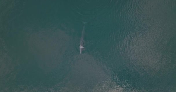 太平洋のフィンクジラの真上の空中ドローンビュー トップダウン — ストック動画