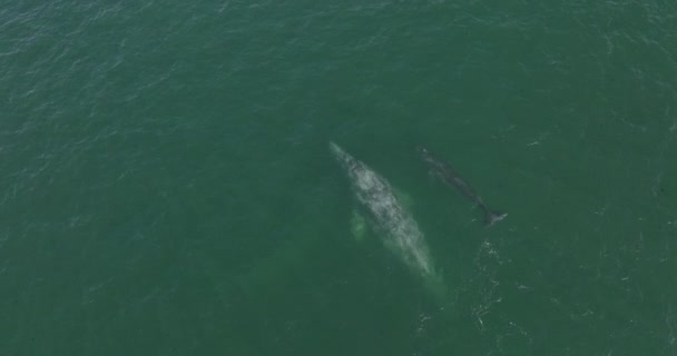 Baleine Grise Mère Avec Enfant Bébé Veau Migrant Dans Océan — Video