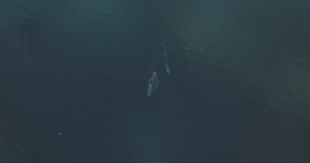 Hermoso Par Dos Ballenas Aleta Nadando Océano Pacífico Aéreo — Vídeo de stock