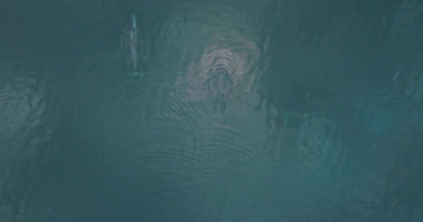 Dúo Dos Ballenas Nadando Con Gracia Océano Pacífico Vista Aérea — Vídeos de Stock