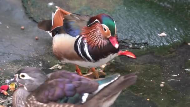 Weibliche Mandarinenente Die Das Ufer Hochläuft Männliche Mandarinenente Die Während — Stockvideo