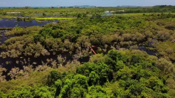 Röd Träbro Med Turist Par Promenader Mangrove Skogen Botaniska Trädgården — Stockvideo