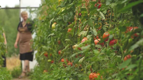 Paradicsom Különböző Színekben Különböző Fajokkal Paradicsom Üvegház Terméssel — Stock videók