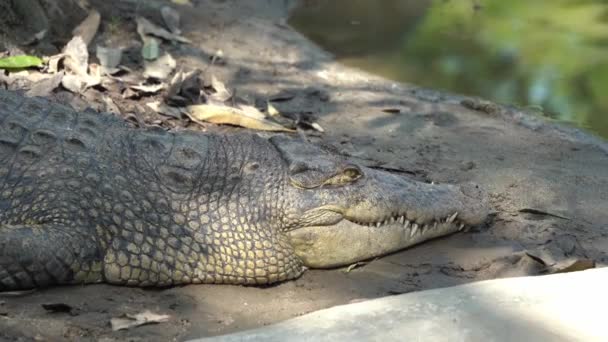 Гигантский Апекс Хищник Морской Воды Крокодил Крокодиловый Пороз Отдыхающий Грязи — стоковое видео