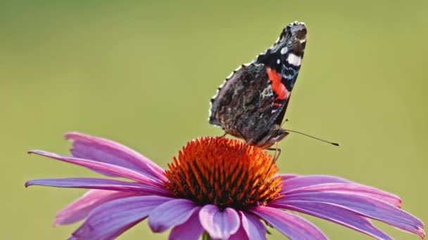 Zblízka Pohled Červeného Admirála Fialové Coneflower Krmení Nectar — Stock video