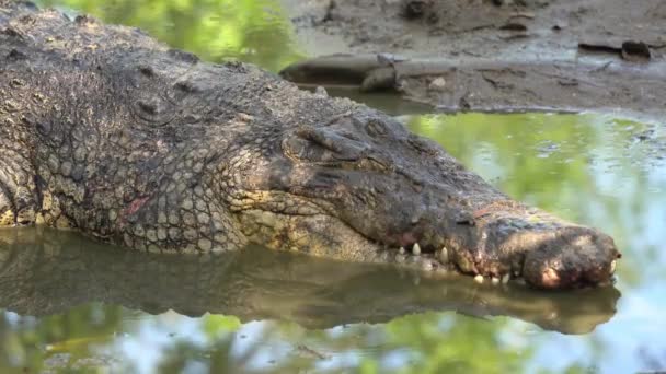 Cocodrilo Agua Salada Depredador Apex Crocodylus Porosus Descansando Piso Fangoso — Vídeos de Stock