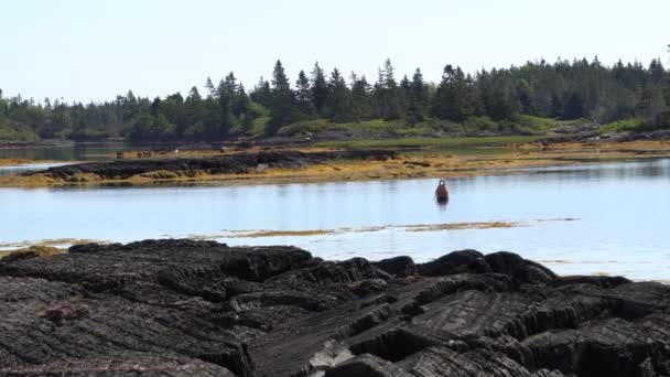 Endroit Pittoresque Incroyable Vous Pourrez Vous Détendre Avec Beau Littoral — Video