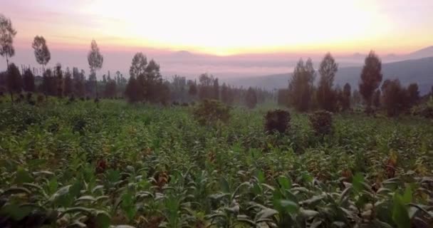 Vol Aérien Vers Avant Dessus Des Plants Tabac Lever Soleil — Video