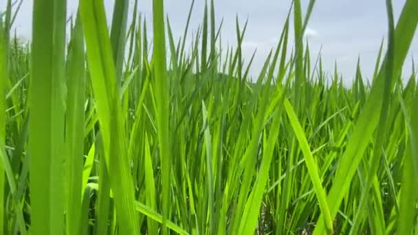 Vista Nível Solo Plantação Campo Arroz Não Gmo Olhando Através — Vídeo de Stock