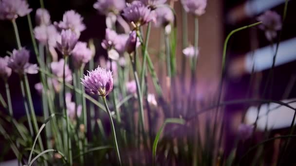 Fondo Flores Rosadas Naturaleza Balanceándose Con Brisa Del Viento Rodaje — Vídeos de Stock