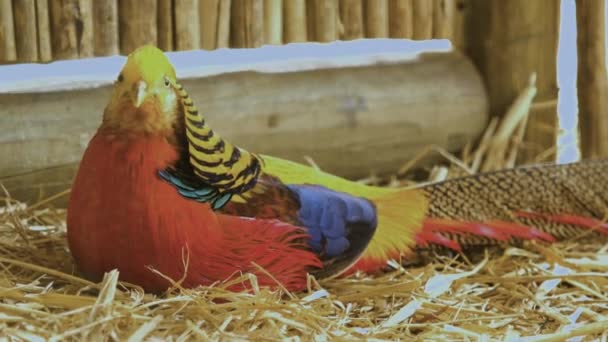 Faisão Chinês Brilhantemente Colorido Deitado Palha Tiro Perto — Vídeo de Stock