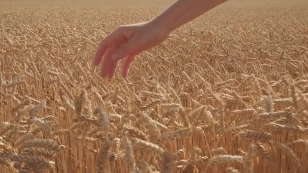 Detailní Záběr Ženské Ruky Dotýkající Špičky Pšeničné Rostliny Zemědělském Poli — Stock video