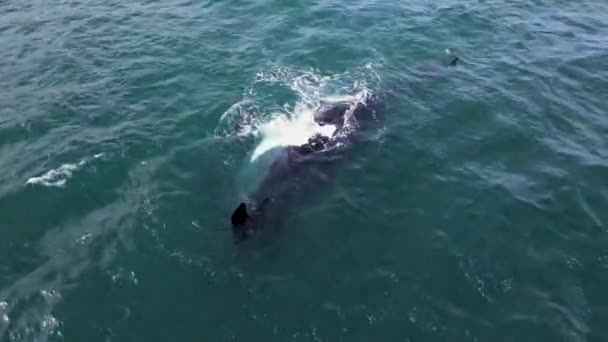 Opvallende Witte Gloed Rechter Walvis Buik Parmantig Kalf Zoek Naar — Stockvideo