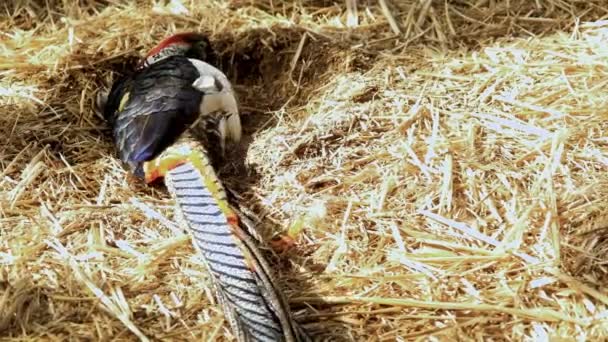 Altın Sülün Toz Banyosu Yapıyor Meraklı Kuş Davranışları Var — Stok video