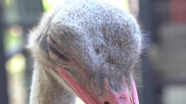 一只累了的普通鸵鸟的特写镜头 锥形骆驼 头羽有薄薄的绒毛 在鸟类保护区野生动物公园睡觉时眼睛睁得大大的 — 图库视频影像
