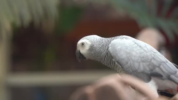 Kongo Grisi Bir Papağanı Yakından Çek Ahşap Kütüğün Üzerinde Duran — Stok video