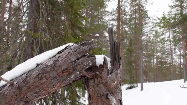 Tronco Pino Frena Hace Par Años Nieve Littlebit Cubre Tronco — Vídeo de stock