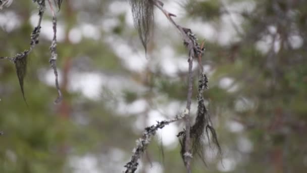 褐色的胡子苔藓挂在银灰色的苔藓上 覆盖在松枝上 倾斜向上射门 — 图库视频影像