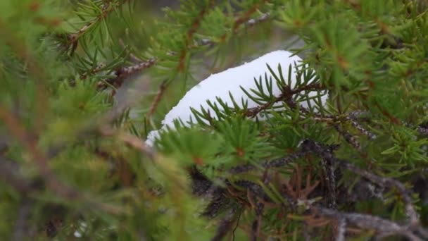 Kleiner Schneeball Sitzt Fest Auf Grünem Kiefernzweig Und Bläst Langsam — Stockvideo