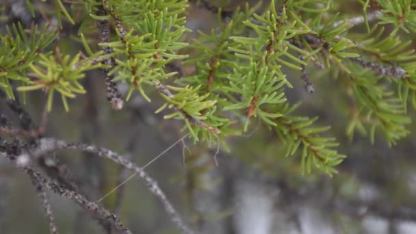 Langsam Junge Kiefernnadeln Verschneiten Wald Aufstellen — Stockvideo