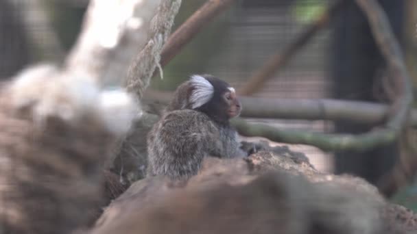 Curioso Esponjoso Pequeño Común Marmoset Callithrix Jacchus Con Orejas Mechón — Vídeo de stock