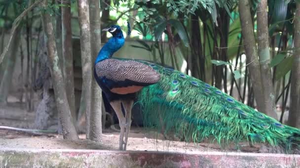 蓝色的印度山雀 克里斯蒂 在它的周围盘绕着扭曲的彩虹般的脖子 在交配季节寻找有吸引力的伴侣 鸟类保护区野生动物公园 — 图库视频影像