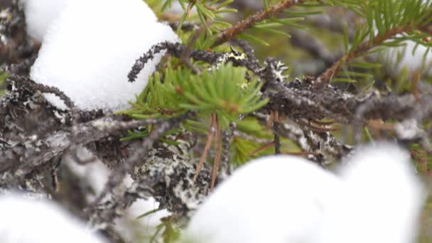 从被雪覆盖的松树枝上向上倾斜 冬季多云天 — 图库视频影像