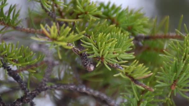 Tiro Firme Donde Rama Pino Verde Ligeramente Moviéndose Viento Ligero — Vídeos de Stock