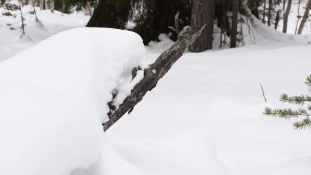 从白雪覆盖的银灰色树枝上斜向松林 那里有松树和云杉 — 图库视频影像