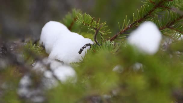 Miringkan Tembakan Dari Lapland Finlandia Meleleh Salju Cabang Pinus — Stok Video