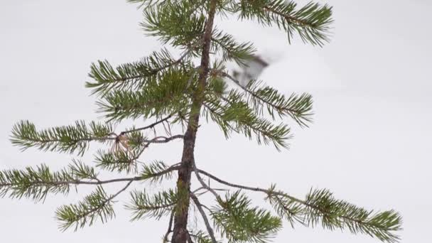 芬兰雪地森林地区的小松树被雪覆盖 — 图库视频影像