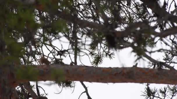 平稳的低角度射击到松树树梢 多云的白昼和轻风 — 图库视频影像