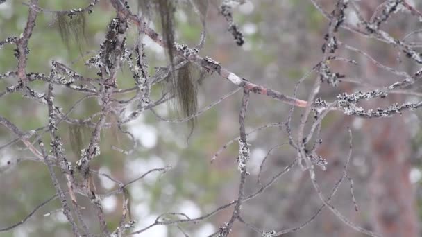 在银灰色松枝下匍匐着的荔枝或挂着的苔藓倾斜向上 — 图库视频影像