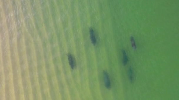 六只海豹在浅绿色的大海中沿着海岸线游下的追踪镜头 — 图库视频影像