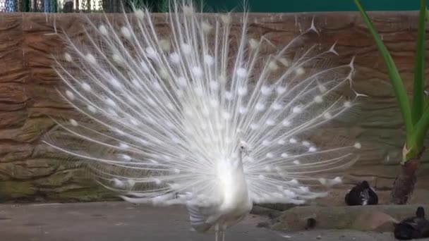 优雅的雄性印度山雀 帕沃卷曲 摆动的尾巴 炫耀它的尾巴 展示美丽的羽毛吸引交配在鸟类保护区野生动物公园 近距离拍摄 — 图库视频影像