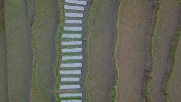 Aerial Top Skott Terrasserade Risfält Indonesien Dagtid Stigande Overhead Drone — Stockvideo