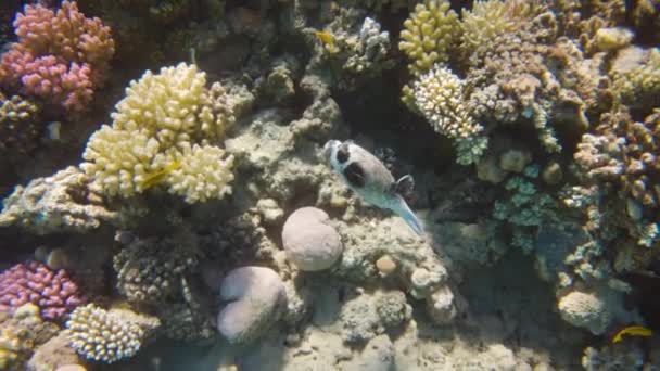 Pesce Palla Mascherato Nuotare Nella Barriera Corallina Del Mar Rosso — Video Stock